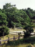 Nantucket Conservation Subdivision