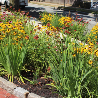 Gooch St. Melrose Weinmayr/Jay Pollinator Garden
